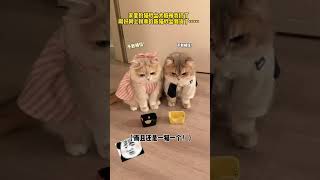 【#薄荷猫猫甜不甜】:人类怎么可以闯这么大的祸? #薄荷猫猫 #我和我的猫 #治愈猫咪 #吧唧小猫