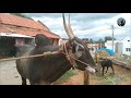 majestic hallikar stud bulls halliikar bull pair elagalli kanakapura taluk