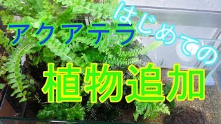 【アクアテラリウム】45cmスリム水槽　アクアテラ #1 植物追加