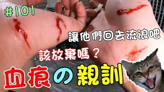 『血痕的親訓』該放棄嗎？讓他們回去流浪吧 Cat Story #101