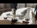 【diy】2023年からはこれでいく！？　融雪プールを使ってno除雪生活。