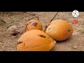 king coconut in srilanka 킹 코코넛 스리랑카 🇱🇰 @jbvillagefreedom9142