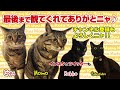 威勢だけは一丁前だがなかなか喧嘩には勝てない猫！