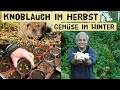 Knoblauch im Herbst, Wintergemüse Düngen - Anleitung zum pflanzen von Knoblauch - Gartenrundgang