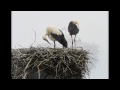 Čáp bílý white stork ciconia ciconia