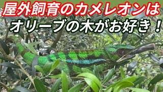 【放し飼い方法】屋外飼育のカメレオンはオリーブの木がお好き！