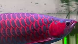 Bright Red Arowana Fish Aquarium #symardlap #symardlap_official #youtube #subscribe #shorts #short