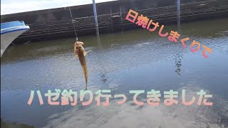 ９月のハゼ釣り～楽しい釣りでした。