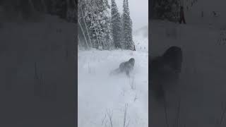 Snowboarding wipeout.