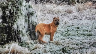 Cane Corso Puppies first time in snow ❄