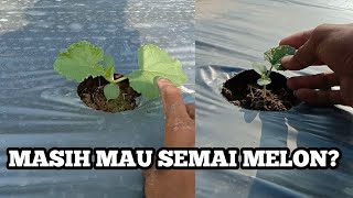 PERBEDAAN MELON ANTARA TANAM BIJI LANGSUNG DENGAN YANG DISEMAI