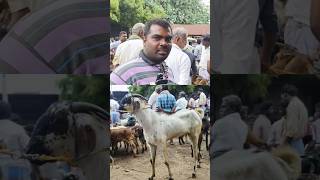 3 வருடக்கிடா ₹. 26000/- புதியம்புத்தூர் ஆட்டுச் சந்தை. வியாழன் #goats