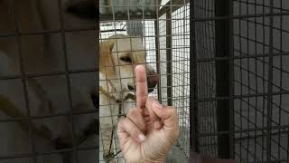 Dog really hates middle finger