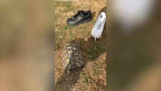 Tortoise Strangely Attacks Only Black Shoes