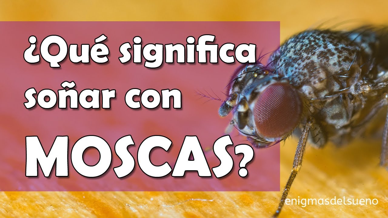 ¿Qué Significa SOÑAR Con MOSCAS? 🪰 En CASA, TRABAJO, VERDES, NEGRAS Y ...