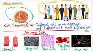 10 Examples of Specialised Cells