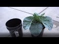 Changing Hydroponic Nutrients For DWC Vs Kratky Method