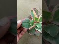 how to grow kalanchoe plant #shortvideo