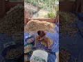 arecanut peeling_ husk removal