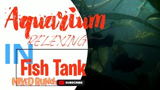 Wonderful fish tank - Aquarium RELEXING . Aqua bunch 01