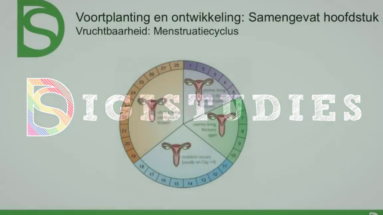 Examen Biologie - Menstruatiecyclus (Voortplanting) - YouTube