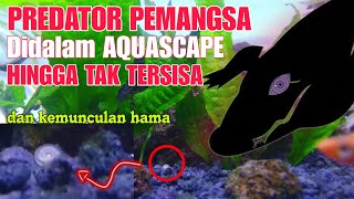 Ikan Hilang Secara Misterius Didalam Aquarium, Ternyata dimakan PREDATOR ini