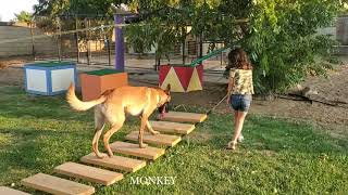 Monkey Malinois at work