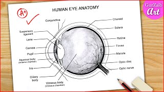 Eye Diagram Easy to Draw / Labelled Diagram of Human Eye Anatomy - Step by step for beginners