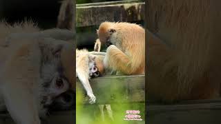 [動物攝影] 紅猴，幫你抓癢 Patas Monkey, scratch your itch