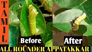 எலுமிச்சை செடியில் உள்ள புழுக்களை அழிக்க/homemade natural pesticide for lemon plant/பூச்சிக்கொல்லி