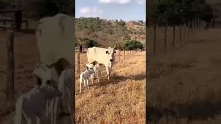 Vaca Parida con TRES Terneros 🐮😍#farm#cows