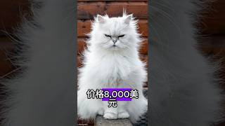 最贵的5个猫品种！第一名的价格比跑车还高