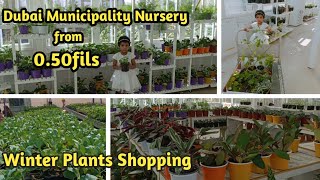 Dubai Municipality Nursery | Plants Shopping vlog | Dubai Balcony Garden | Winter Plants shopping