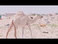 ఎడారిలో మొదటి సారి తెల్ల ఒంటెలు చూస్తున్నా seeing white camels in the desert for the first time