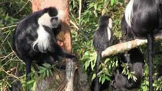 Colobus bark eating, Nyungwe  area, Rwanda アンゴラコロブスの樹皮食