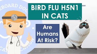 Bird Flu H5N1 - Infecting Cats Transmission to Humans