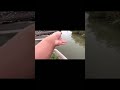 フロッグ炸裂【衝撃映像】 shorts 柳川クリーク バス釣り 브락크바스 버스낚시 베스 bassfishing bass 釣り outdoors fishing