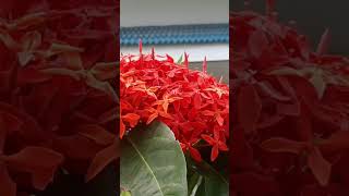 Ixora flower plants/Kusumamala/ಕೇಪಳ ಹೂವು/ಕುಸುಮಾಲೆ