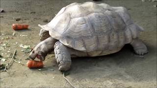 リクガメ（Tortoise）の食事風景　キャベツはいいけどニンジンは食べにくい