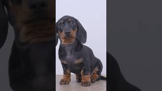 30 Seconds on Dachshunds: Small Dog, Big Personality!