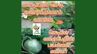 மாடியில் செடி வளர்க்கலாம் வாங்க - செடி வளர்ப்பின் பயன்கள் என்ன?