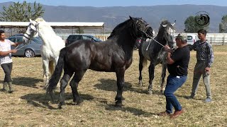 JAKICA STIGAO U MAKEDONIJU KOD ĐOKANA NA RANČ-