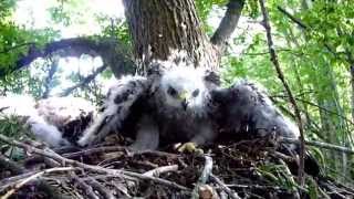 Káně lesní (Buteo Buteo)