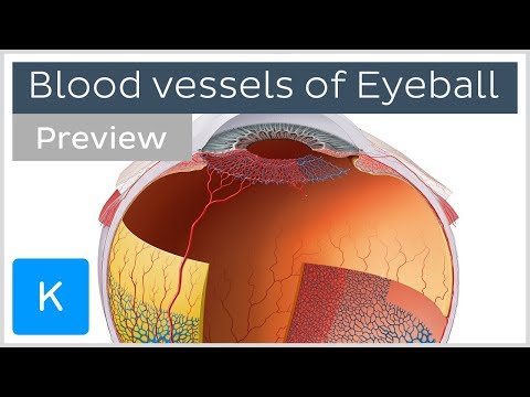 What is the function of the blood vessels in the eye?