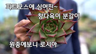 피트모스에 심어진 창다육이 종류 분갈이 잘하는법 원종에보니 로시아