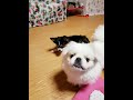 初対面の犬が仲良くなるまで