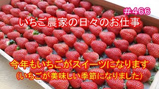 今年もいちごがスイーツになります（いちごが美味しい季節になりました）　いちご農家の日々のお仕事　＃４６６