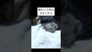 【癒やし】眠そうな２匹の子チンチラの動きがかわいい！