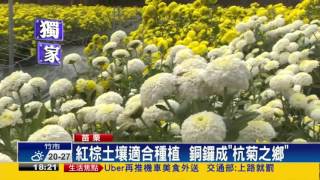 天災加人禍 杭菊之鄉銅鑼花況「綠油油」－民視新聞