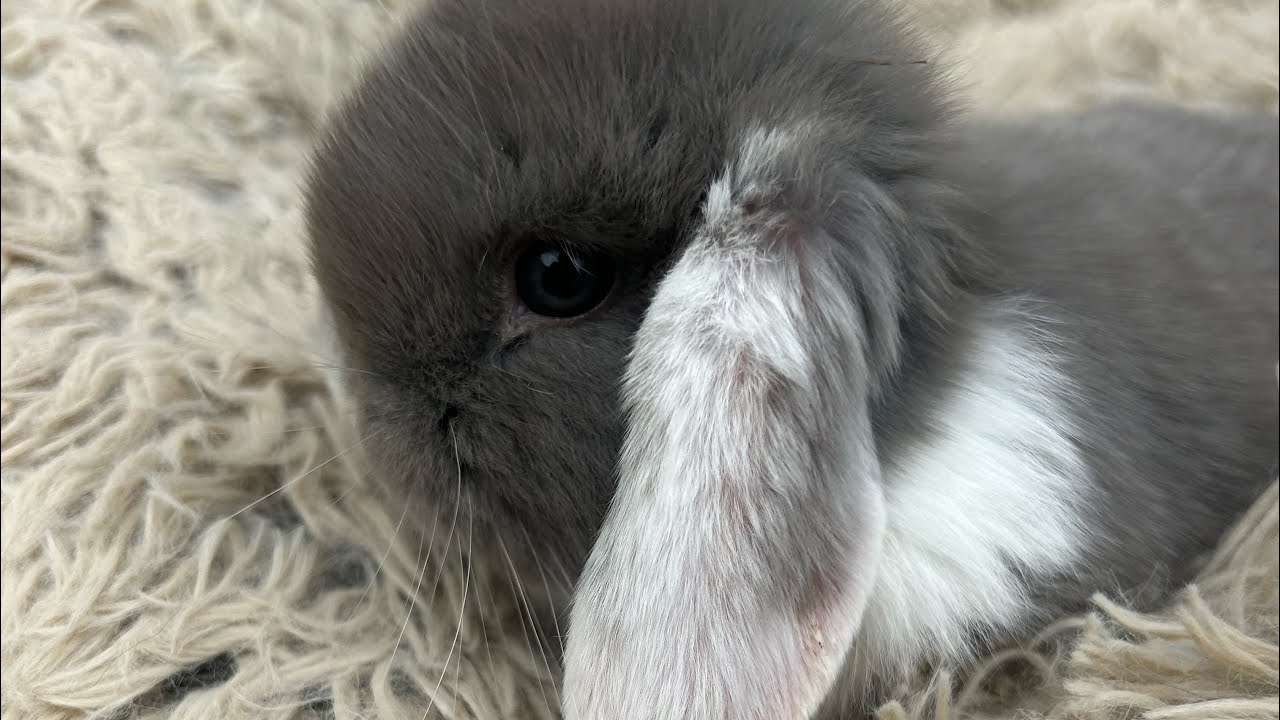 Baby Holland Lop Bunnies!!!! - YouTube